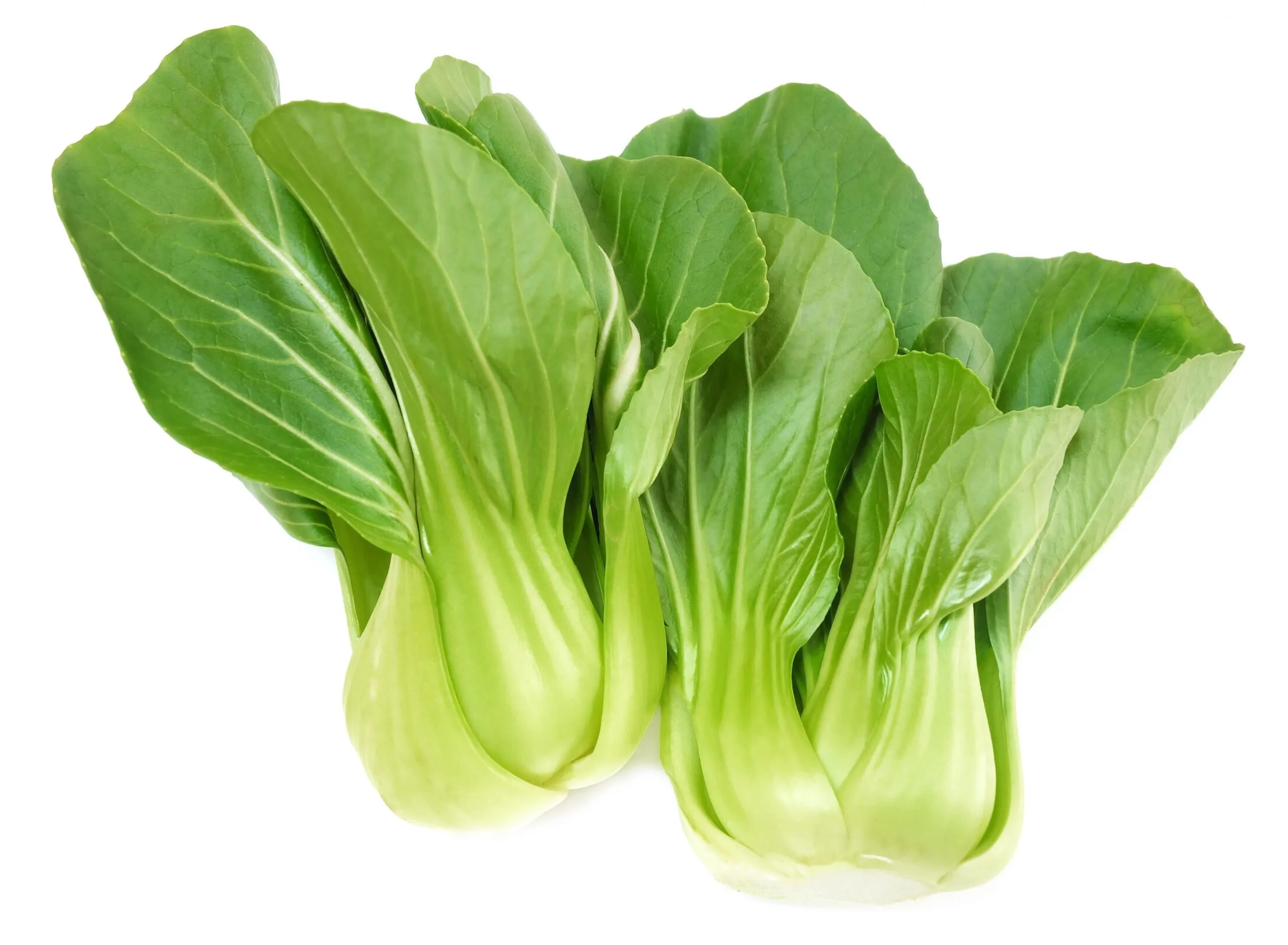 Shanghai Pak Choi NL 8KG