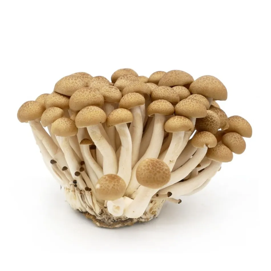 Shimeji Mushroom Brown 20 X 150G
